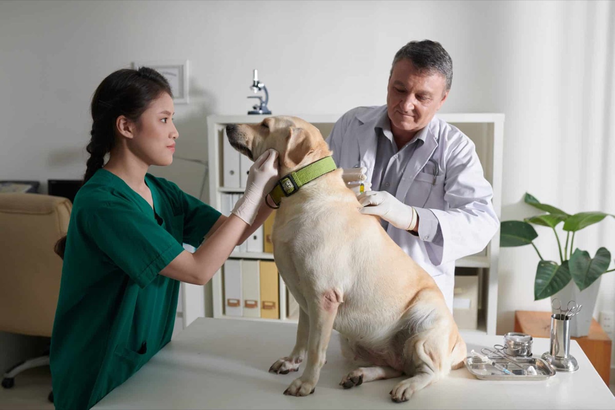 Veterinarian giving a dog a vaccination injection at a clinic