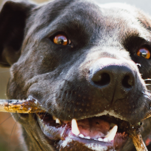 Are Probiotic Chews for Dogs the Easiest Way to Support Gut Health?