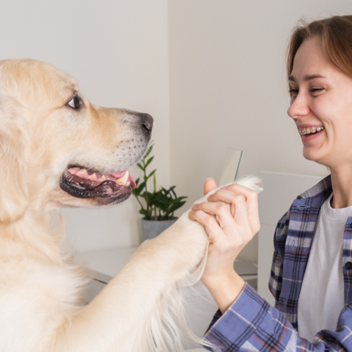 Probiotic Powder for Dogs: Safe Usage, Timing, and Gut Support