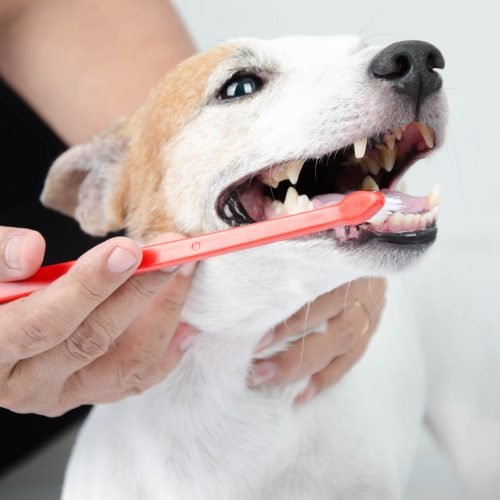 hand brushing dog's tooth for dental care