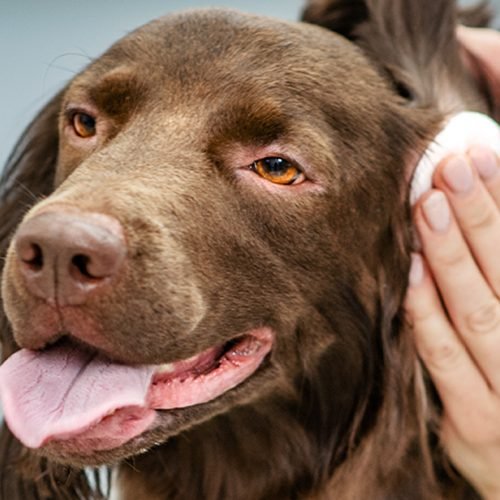 How to Clean Dog Ears Properly: Vet-Approved Technique & Tools