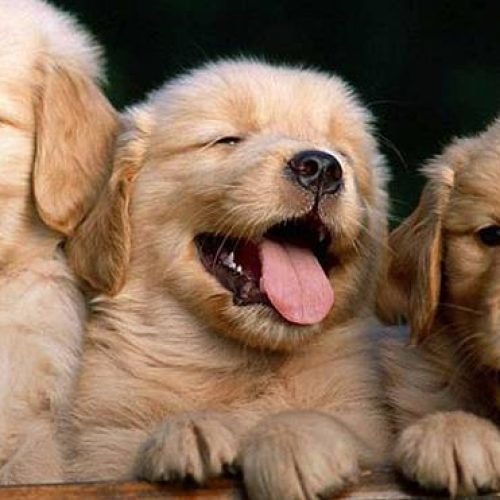 Vet-Approved Probiotic Advice for Puppies with Sensitive Digestion